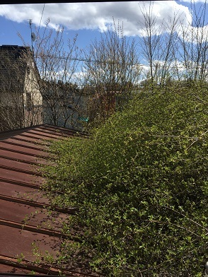 芽吹き.jpg